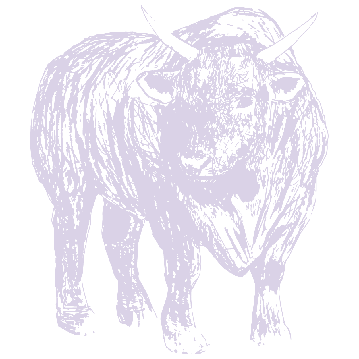 Bull illustration