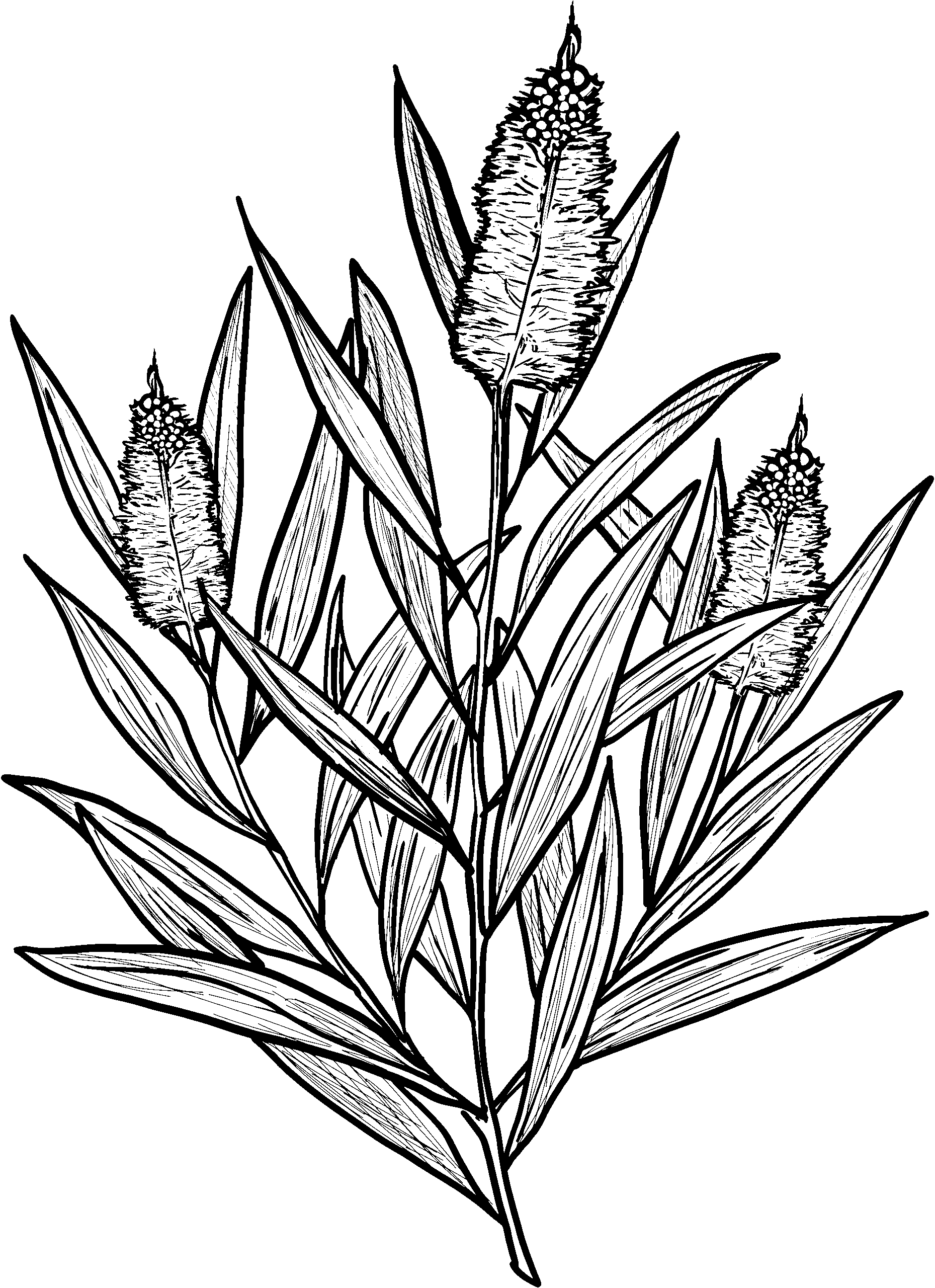 Cajeput illustration