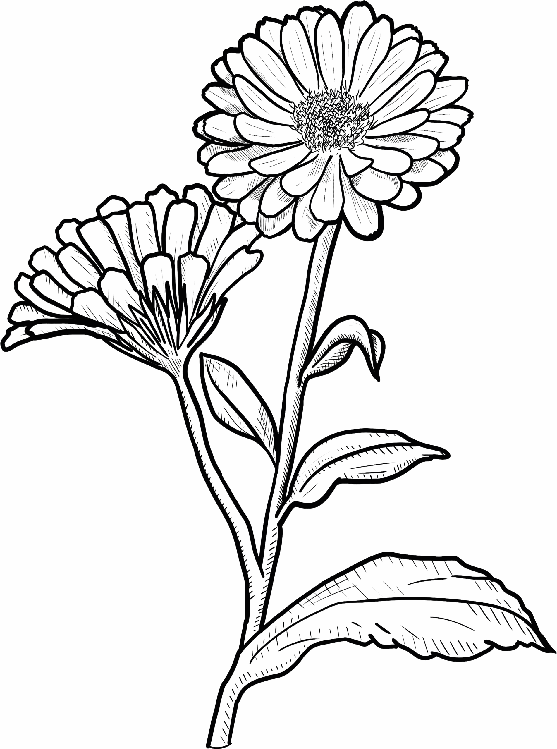 Calendula flower illustration