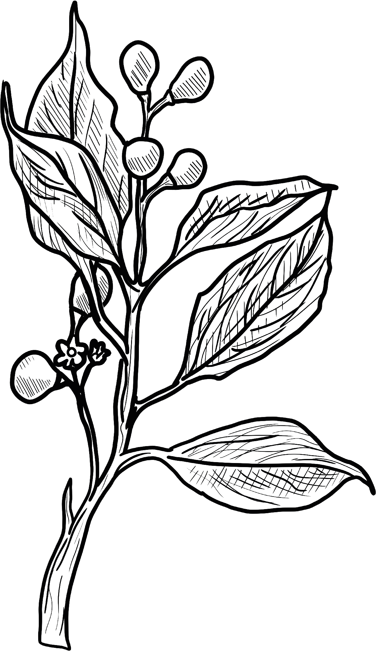 Camphor illustration