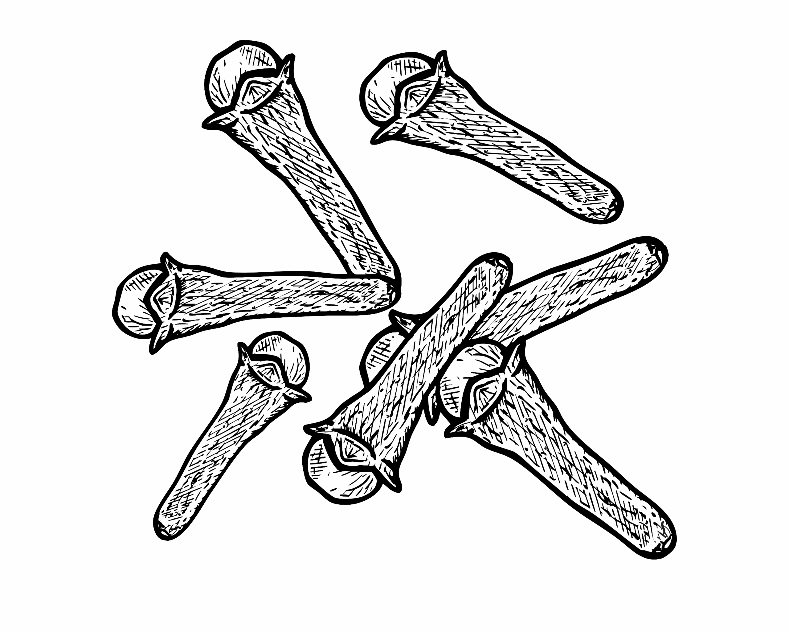 Clove bud illustration